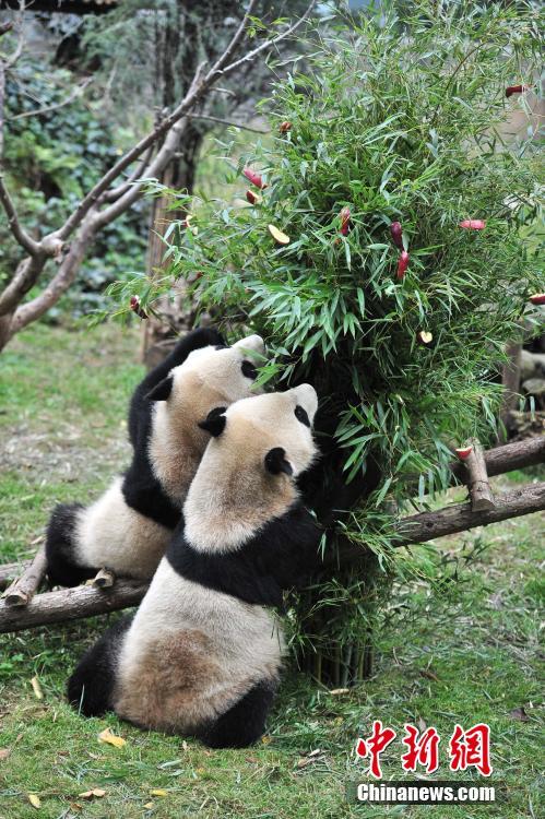 云南動(dòng)物園大熊貓?zhí)崆跋碛?#8220;圣誕大餐”