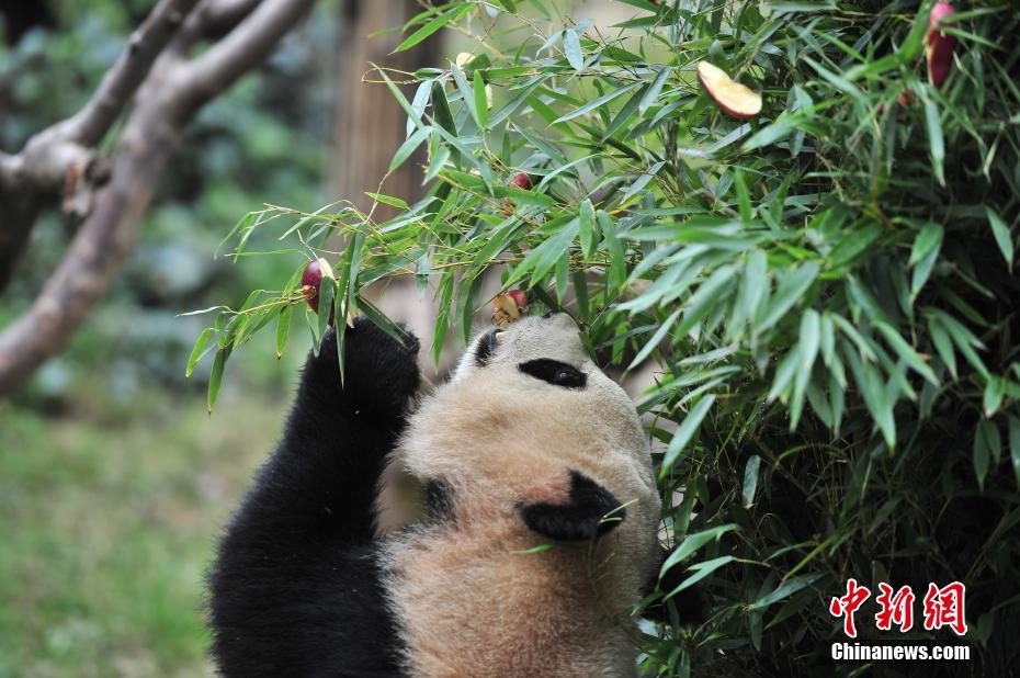 云南動物園大熊貓提前享用“圣誕大餐”