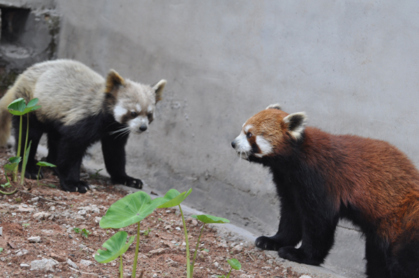 全國最大小熊貓繁育基地落戶普洱國家公園