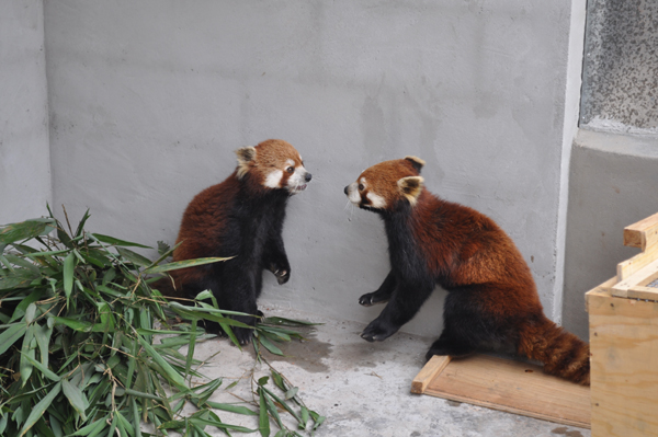 全國最大小熊貓繁育基地落戶普洱國家公園