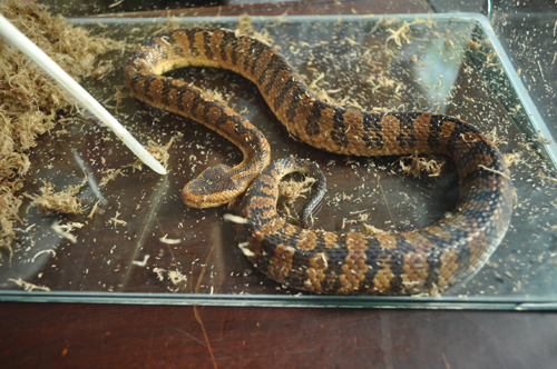 云南野生動物園神秘毒蛇身份查明