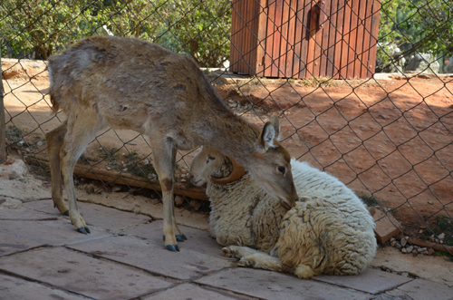 云南:“羊鹿戀”行西式花園婚禮 周五拍攝婚紗照