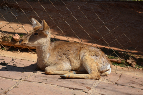 云南:“羊鹿戀”行西式花園婚禮 周五拍攝婚紗照