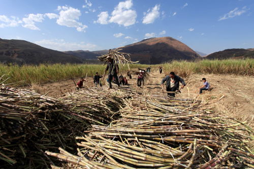 云南巧家甘蔗豐收蔗農忙