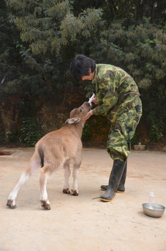 大蟒蛇恩將仇報(bào)欲襲飼養(yǎng)員 小牛犢挺身而出保護(hù)“干爸爸”
