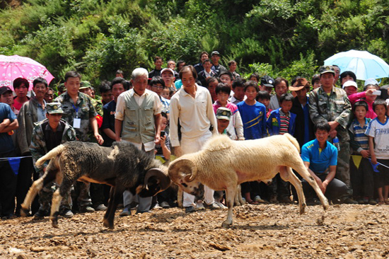 云南彝良火把節：綿羊也瘋狂