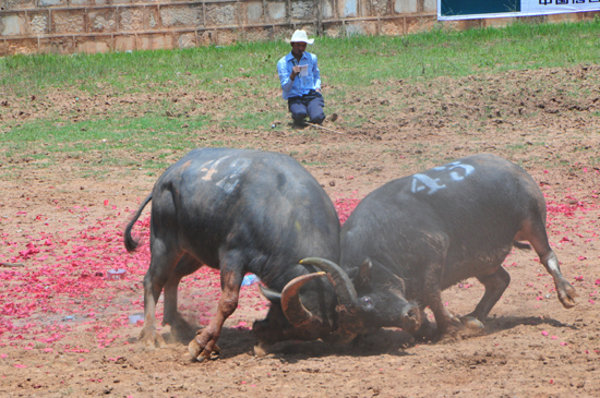 云南石林火把節上演“牛王爭霸賽”