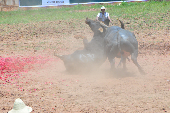 云南石林火把節上演“牛王爭霸賽”