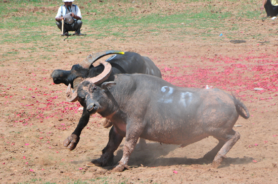 云南石林火把節上演“牛王爭霸賽”
