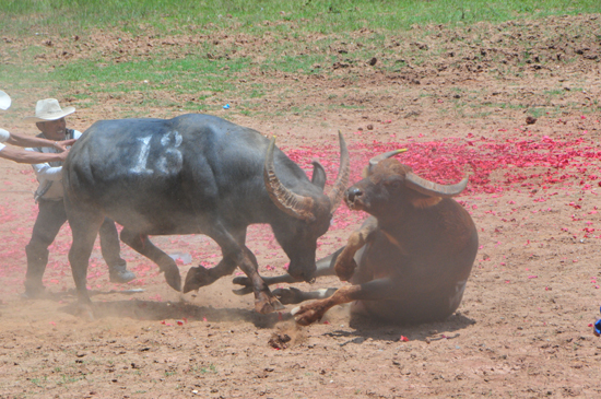 云南石林火把節(jié)上演“牛王爭霸賽”