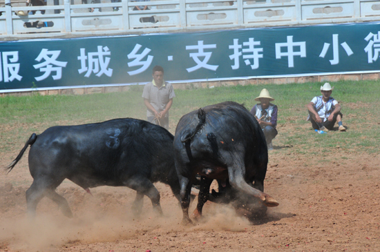 云南石林火把節上演“牛王爭霸賽”