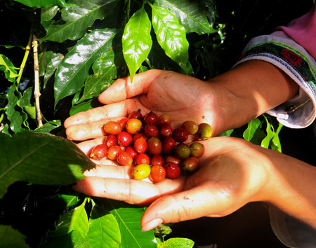 云南咖啡迎來收獲季 愛伲咖啡降價慶豐收