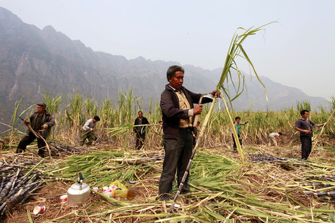 云南巧家農民搶收甘蔗忙