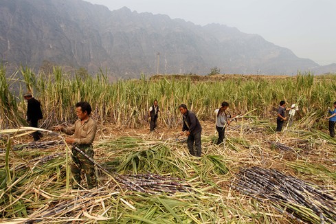 云南巧家農民搶收甘蔗忙