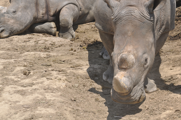 犀牛重返云南普洱 先訓(xùn)練自己進(jìn)運(yùn)輸籠