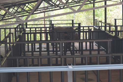 再見犀牛 一路順風(fēng)