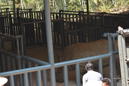 再見犀牛 一路順風(fēng)