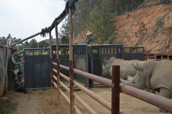 9米大車送犀牛“回家”