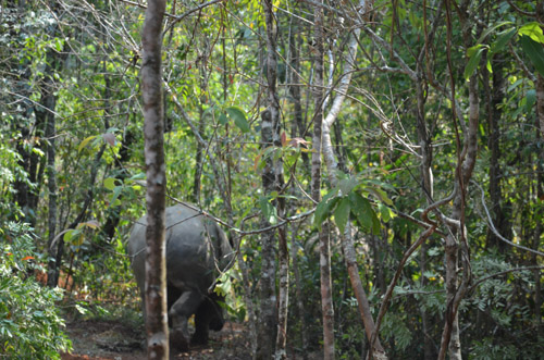 兩頭犀牛首次散放