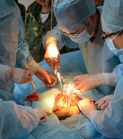 黑猩猩卡拉三次手術(shù)戰(zhàn)勝病魔