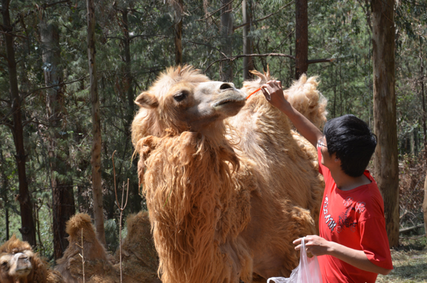 云南野生動物園玩轉五一