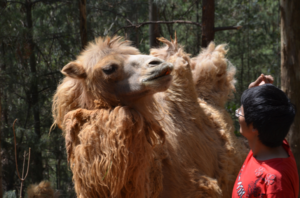 云南野生動物園玩轉五一