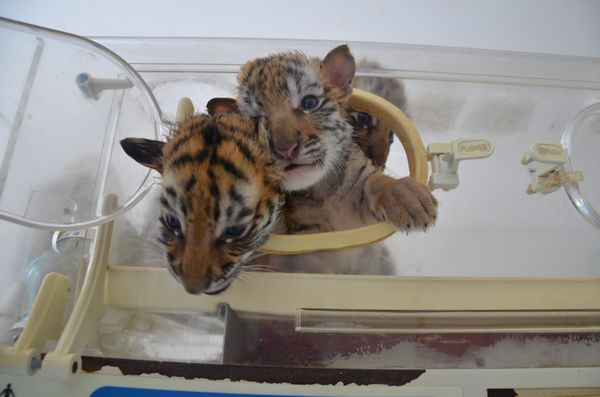 誰去參加五一巡游 誰去和小朋友一起過五一 市民來選!