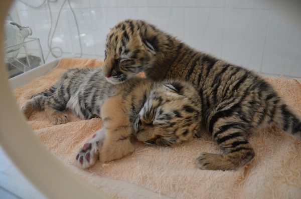 誰去參加五一巡游 誰去和小朋友一起過五一 市民來選!