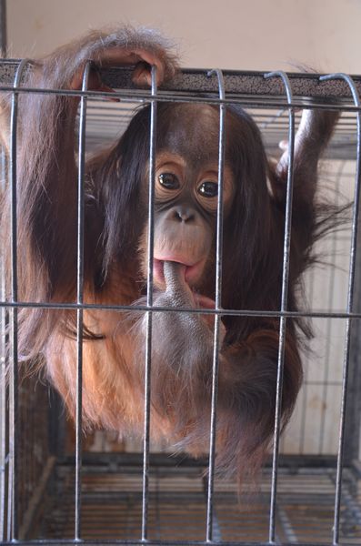 巡游小動物決定啦 市民可以在動物園跟它們零距離