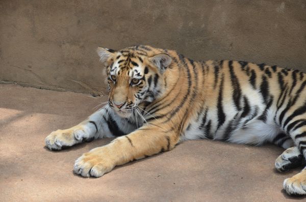 巡游小動物決定啦 市民可以在動物園跟它們零距離