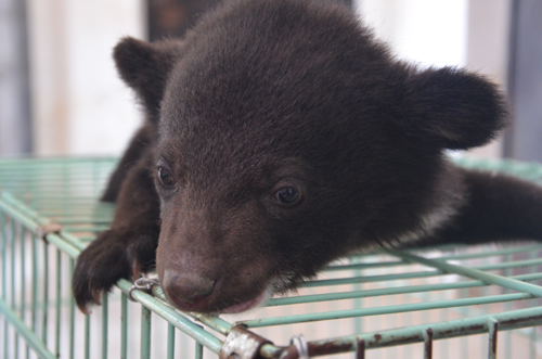 云南野生動物園首次繁殖黑熊 熊媽卻棄兒而去