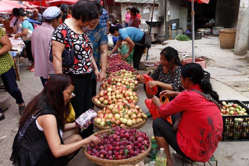 云南巧家桃李高價(jià)上市