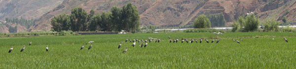 200余只鉗嘴鸛東川度夏 填補《中國鳥類野外手冊》空白