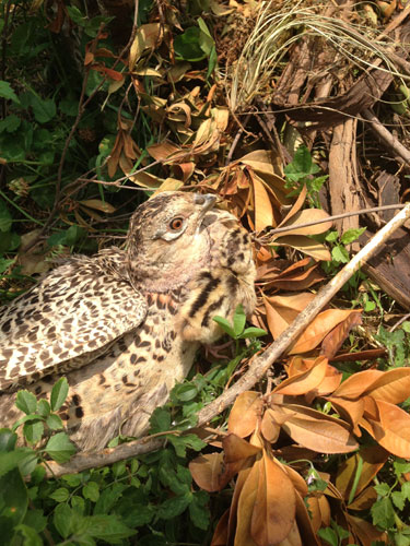 孔雀、山雞二母爭子 寶寶卻不認(rèn)親生母親