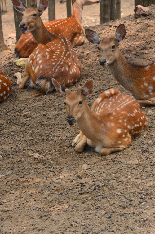 為當(dāng)鹿王 雌鹿長角