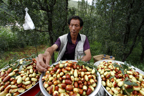 云南巧家野鴨米棗上市促農增收