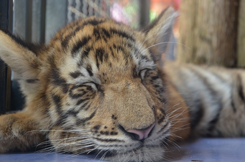 老虎王國“愛心志愿者”報名火爆 野生動物園再增3個名額