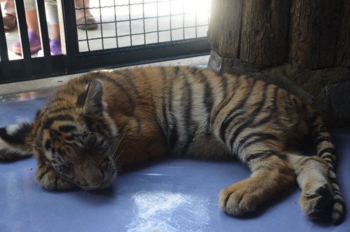 老虎王國“愛心志愿者”報名火爆 野生動物園再增3個名額