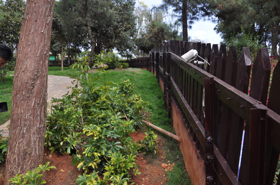 云南野生動物園浣熊“點點”疑是離家出走