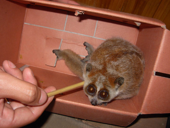 連夜營救蜂猴，蜂猴撒潑 咬傷恩人