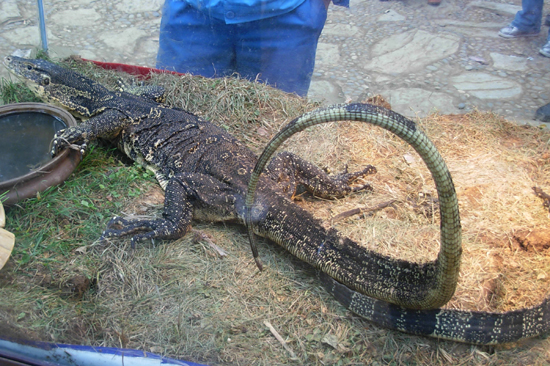 世界體型第二大的澤巨蜥險成盤中餐