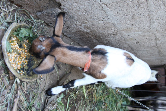 東川驚現(xiàn)四角羊 通人性為伴喂食