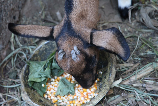 東川驚現(xiàn)四角羊 通人性為伴喂食