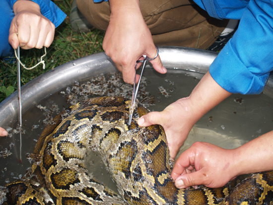 云南野生動物園為收容的蟒蛇，巨蜥檢查身體