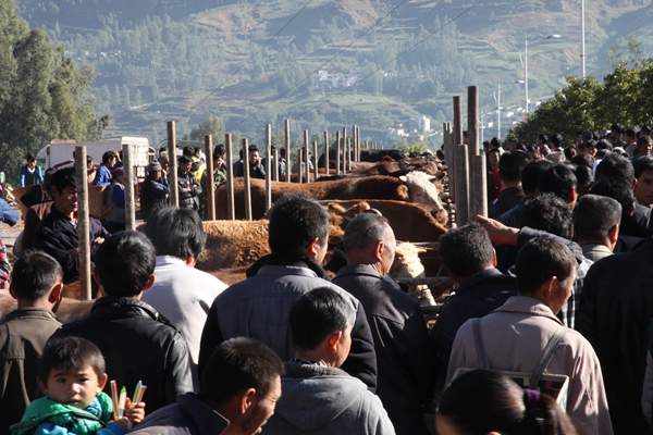 昆明東川:烏龍“賽牛節”頒出“牛獎”