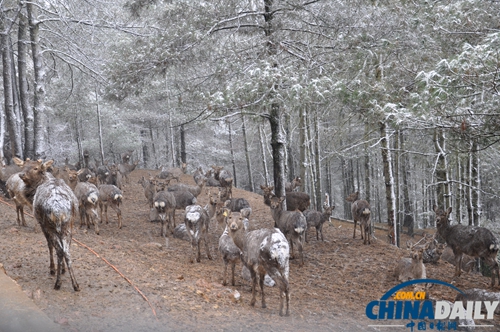 云南野生動物園動物應對下雪天各有妙招
