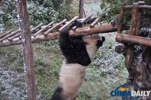云南野生動物園動物應(yīng)對下雪天各有妙招