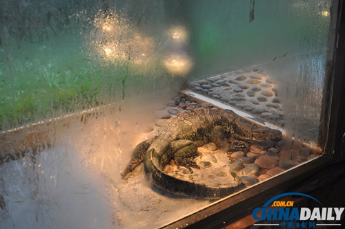 云南野生動物園動物應對下雪天各有妙招