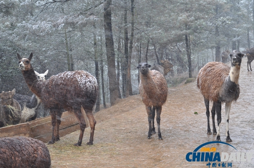 云南野生動物園動物應對下雪天各有妙招