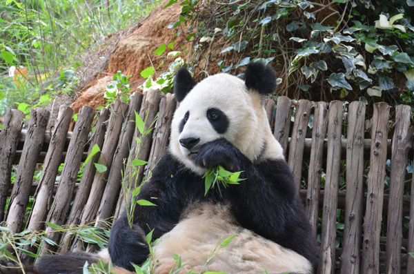 汶川地震后寄養云南的大熊貓美茜即將回川